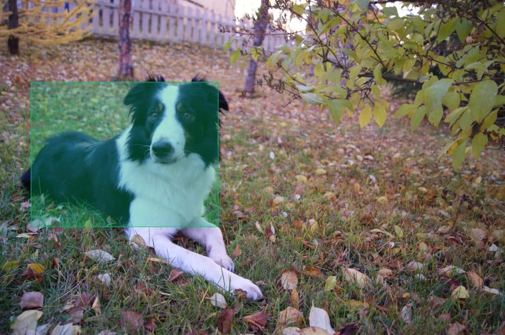 Dog lying down in a larger photo, with dog highlighted.